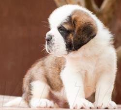 DogsIndia.com - St. Bernard - Dvijatman Kennel