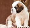 DogsIndia.com - St. Bernard - Dvijatman Kennel