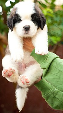 DogsIndia.com - St. Bernard - Dvijatman Kennel