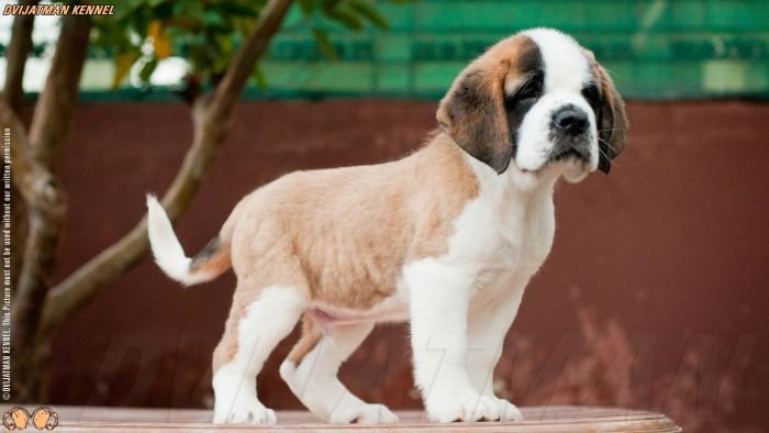 DogsIndia.com - St. Bernard - Dvijatman Kennel