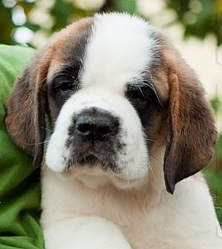 DogsIndia.com - St. Bernard - Dvijatman Kennel