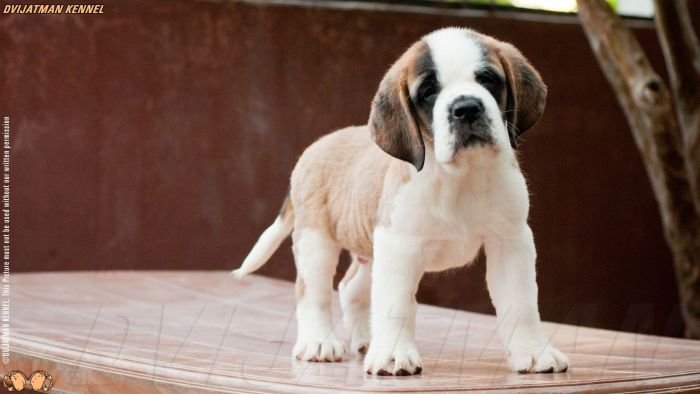 Litter Box St Bernards Dvijatman Kennels