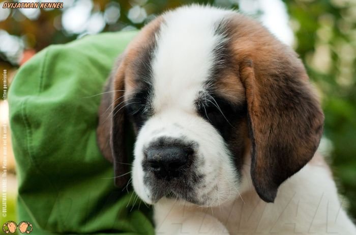 DogsIndia.com - St. Bernard - Dvijatman Kennel