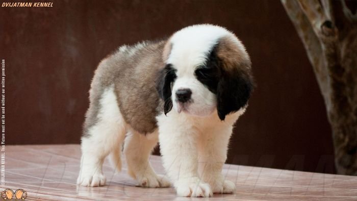 DogsIndia.com - St. Bernard - Dvijatman Kennel
