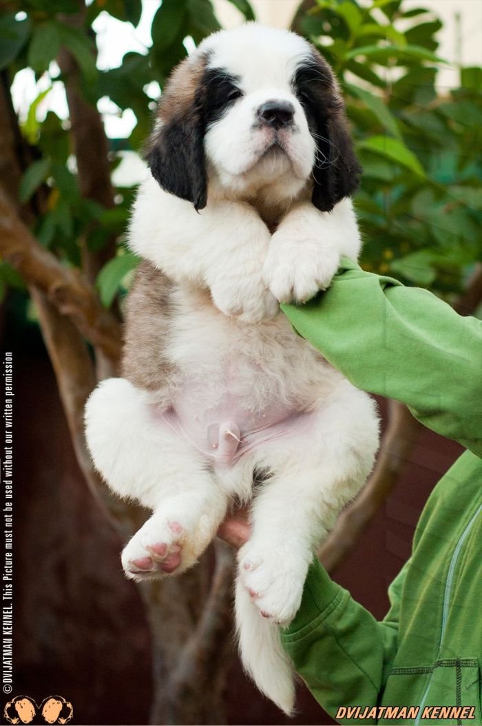 DogsIndia.com - St. Bernard - Dvijatman Kennel