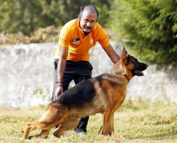 DogsIndia.com - German Shepherd Dog GSD - Siva, Ooty