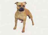 Staffordshire BullL Terrier-DI.jpg (7218 bytes)