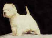 West HIghland White Terrier-DI.jpg (8299 bytes)