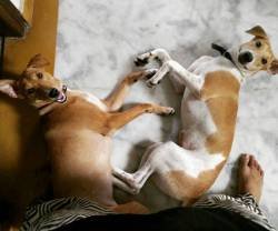 DogsIndia.com - Free For Adoption - Ginger and Namkeen - Ananth