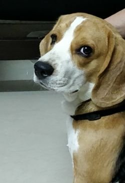 DogsIndia.com - Free Adoption - Beagle - Shripad Desai