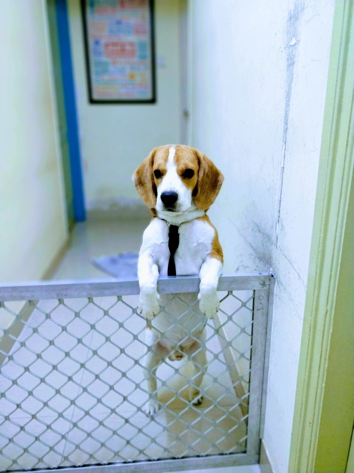 DogsIndia.com - Free Adoption - Beagle - Shripad Desai