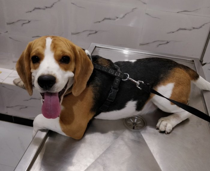 DogsIndia.com - Free Adoption - Beagle - Shripad Desai