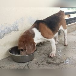 DogsIndia.com  Beagle  Adoption  Bangalore