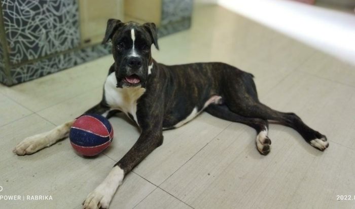 DogsIndia.com - Adoption - Boxer - 8 Month Male