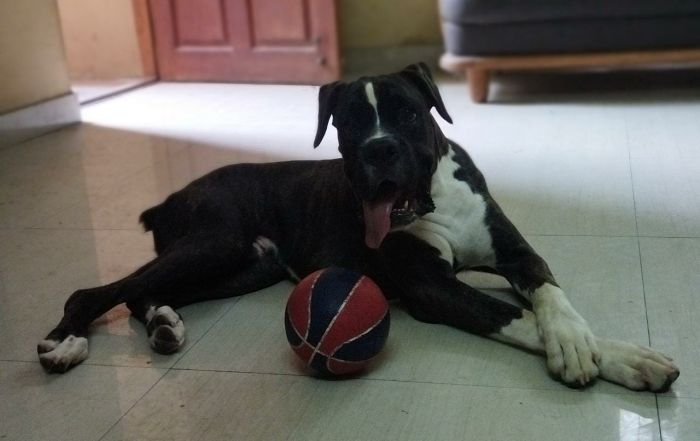DogsIndia.com - Adoption - Boxer - 8 Month Male