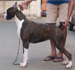 DogsIndia.com - Boxer for Adoption - Jaisimha