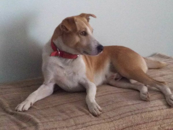 DogsIndia.com - Lost Dog - Bruno