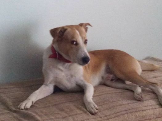 DogsIndia.com - Lost Dog - Bruno
