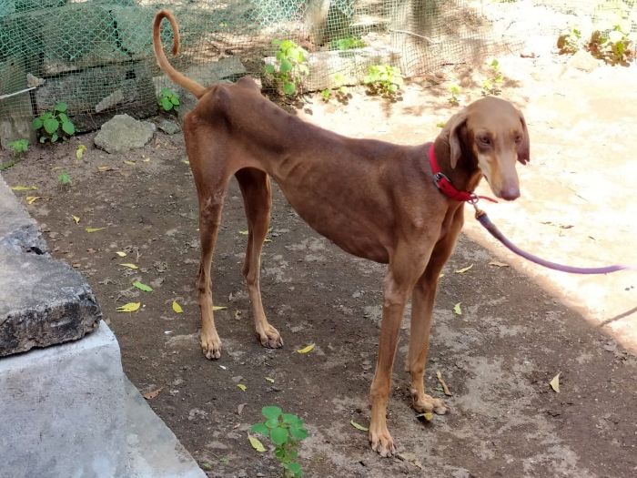 DogsIndia.com - Adoption - Chippiparai - Ajit