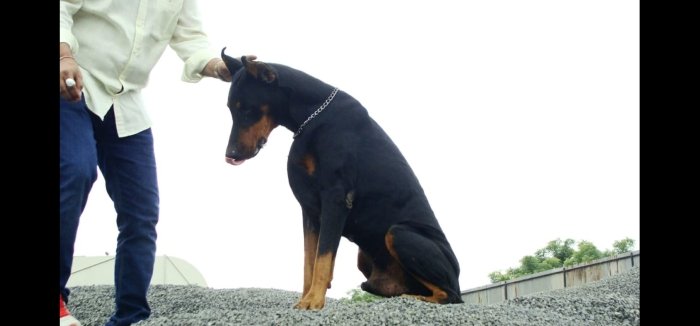 DogsIndia.com - Free Adoption - Classifieds