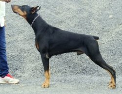DogsIndia.com - Free Adoption - Classifieds