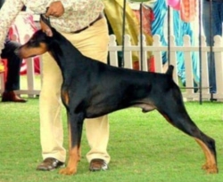 DogsIndia.com - Dobermann - Free Adoption
