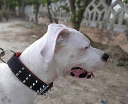 DogsIndia.com - Adoption - Dogo Argentino
