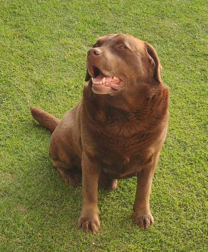 DogsIndia.com - Adoption - Labrador - Fazil