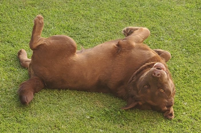 DogsIndia.com - Adoption - Labrador - Fazil