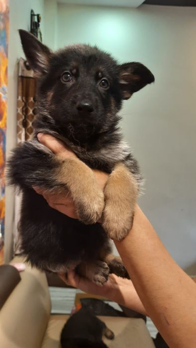 DogsIndia.com - Adoption - GSD - Ankit
