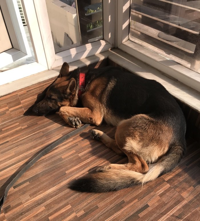 DogsIndia.com - Free Adoption - Classifieds