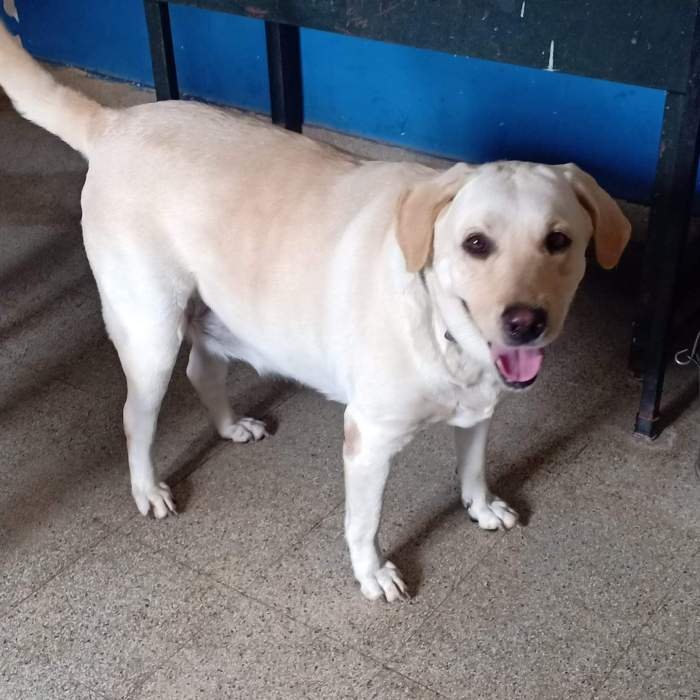 DogsIndia.com - Adoption - Labrador - Philomina