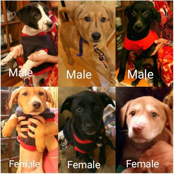 DogsIndia.com - Puppies for Free Adoption