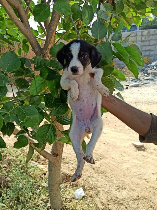 DogsIndia.com - Adoption - Nihal