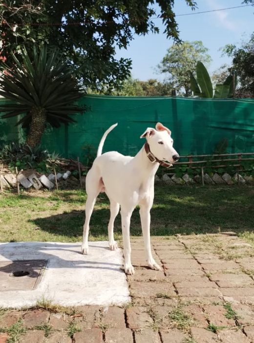 DogsIndia.com - Adoption - Rampur Hound