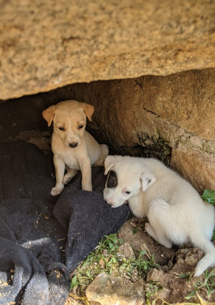 DogsIndia.com - Adoption of Puppies in Bangalore