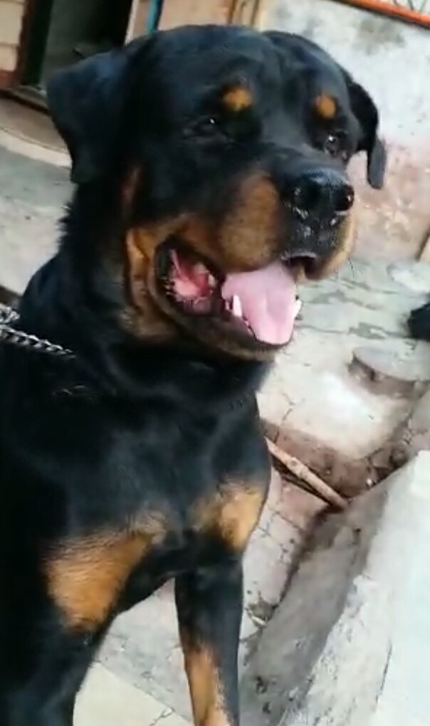 DogsIndia.com - Rottweiler for Adoption (Sanjay)
