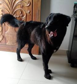 DogsIndia.com - Dog for Free Adoption - Subash