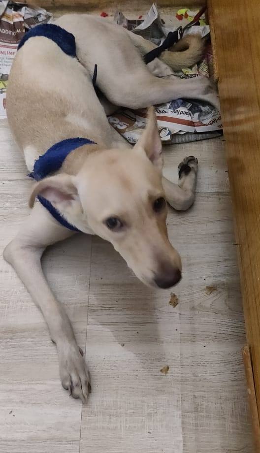 DogsIndia.com - Adoption - Puppy from Usha - Delhi