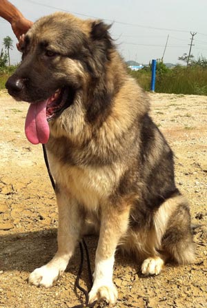 Adult  Caucasian Mountain Dog  Isaac