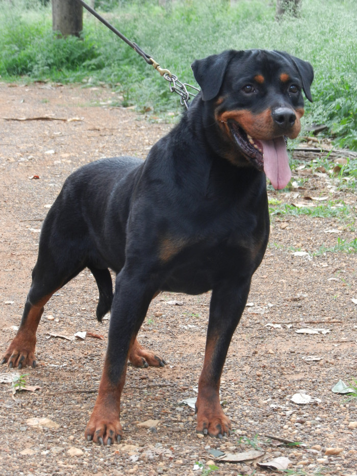 DogsIndia.com - Rottweiler Grown-Up For Sale - Amith Walton - Marathon Riders