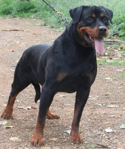 DogsIndia.com - Rottweiler Grown-Up For Sale - Amith Walton - Marathon Riders