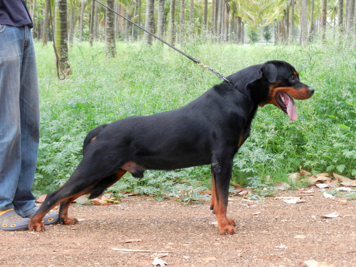 DogsIndia.com - Rottweiler Grown-Up For Sale - Amith Walton - Marathon Riders