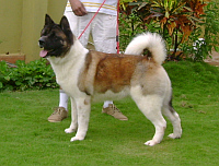 DogsIndia.com - Akita - Dr.Narendra