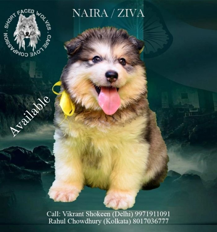 DogsIndia.com - Alaskan Malamute - Rahul