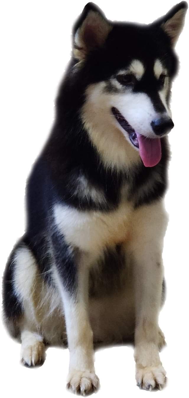 DogsIndia.com - Alaskan Malamute - Short Faced Wolves Kennel - Rahul