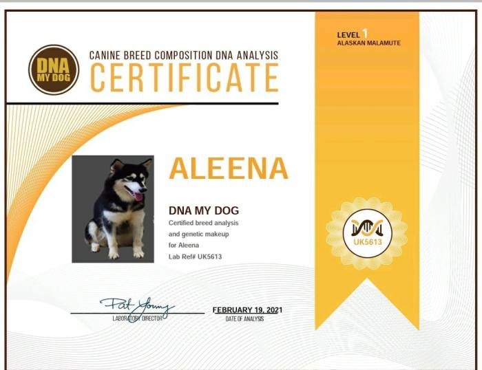 DogsIndia.com - Alaskan Malamute - Short Faced Wolves Kennel - Rahul
