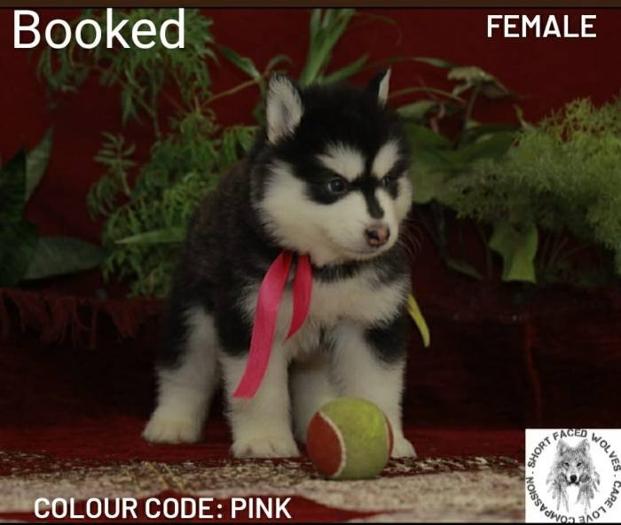 DogsIndia.com - Alaskan Malamute - Short Faced Wolves Kennel - Rahul