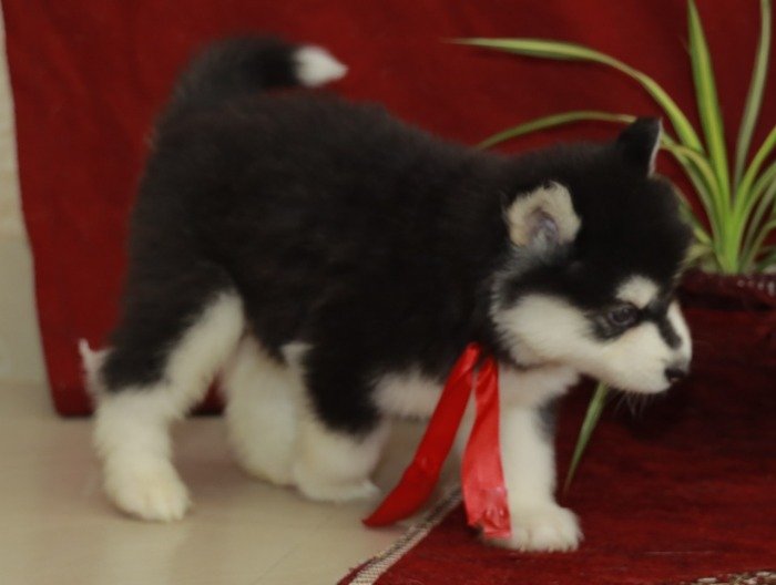 DogsIndia.com - Alaskan Malamute - Short Faced Wolves Kennel - Rahul