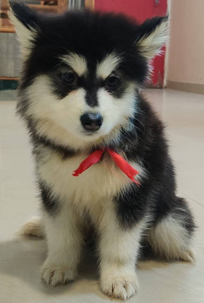 DogsIndia.com - Alaskan Malamute - Short Faced Wolves Kennel - Rahul